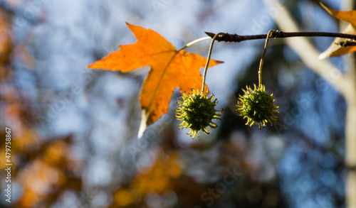 Close-up of one orange autumn leaf with two green spiky ball seeds on twig of Liquidambar styraciflua, commonly called American sweetgum (Amber tree) against sun. Nature concept for design