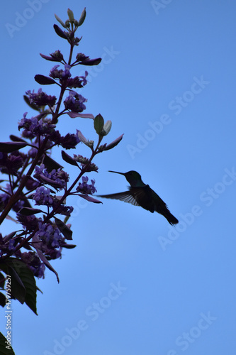 hummingbird on a tree