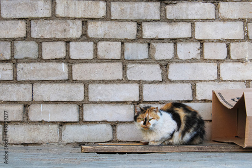 homeless tricolor stray cat with an unhappy look abandoned lives in a box on a board against a brick wall in a slum
