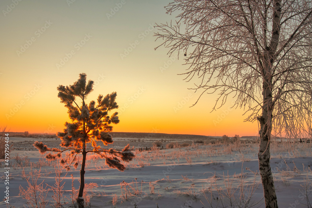 winter landscape. morning frost and sun. lonely tree