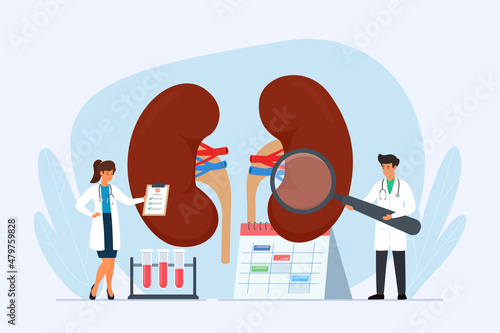 Doctors examining kidneys. Treatment of kidney disease and diagnostic. Health of the kidneys concept. Flat vector illustration.