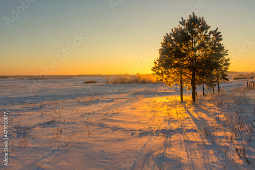 winter landscape. morning frost and sun. lonely tree