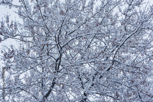 Frozen tree branches under the snow.