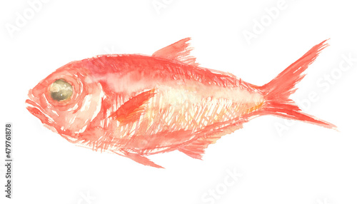 水彩で描いた金目鯛のイラスト