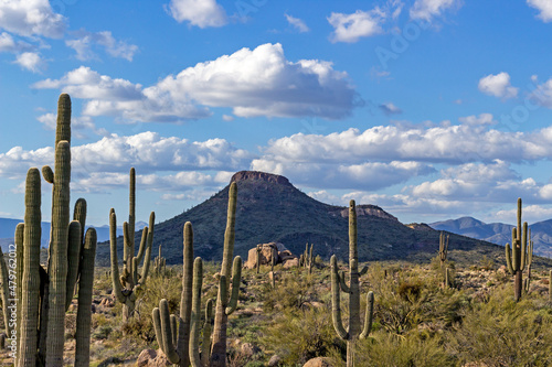 A Sonoran Desert Landscape In Scottsdale, Arizona With Cactus