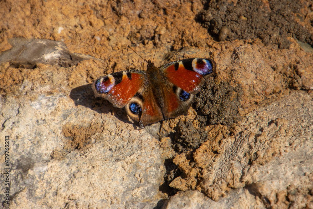 Peacock butterfly sitting on a stone wall, also called Aglais io Peacock butterfly sitting on a stone wall, also called Aglais io