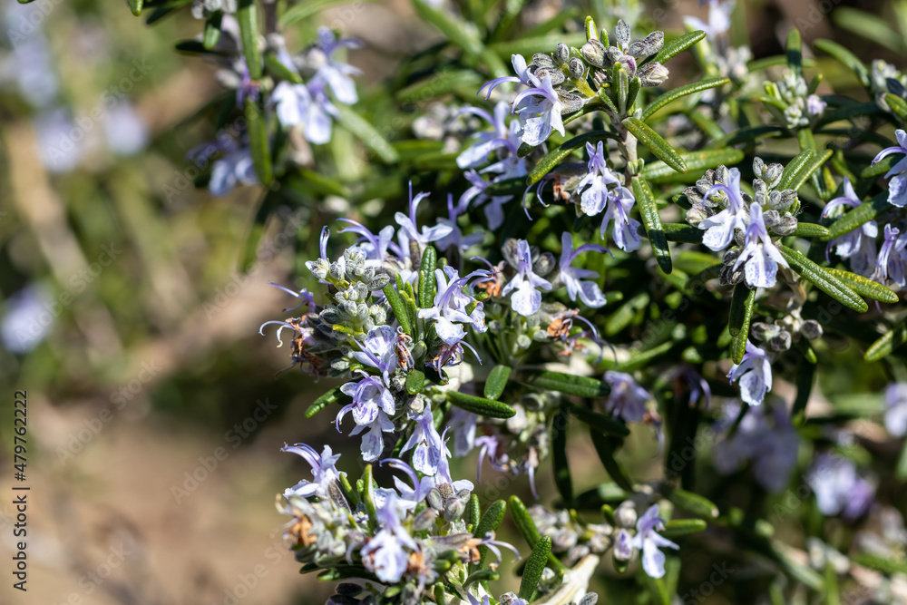 Fototapeta premium Blue flowers on a sprig of rosemary