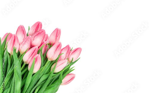 Fototapeta Naklejka Na Ścianę i Meble -  Tulip flowers water drops Fresh spring pink bouquet white background