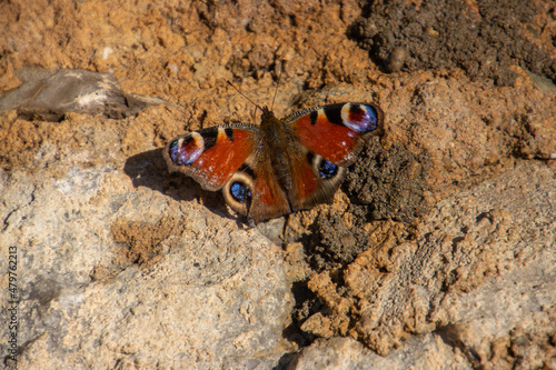 Peacock butterfly sitting on a stone wall, also called Aglais io