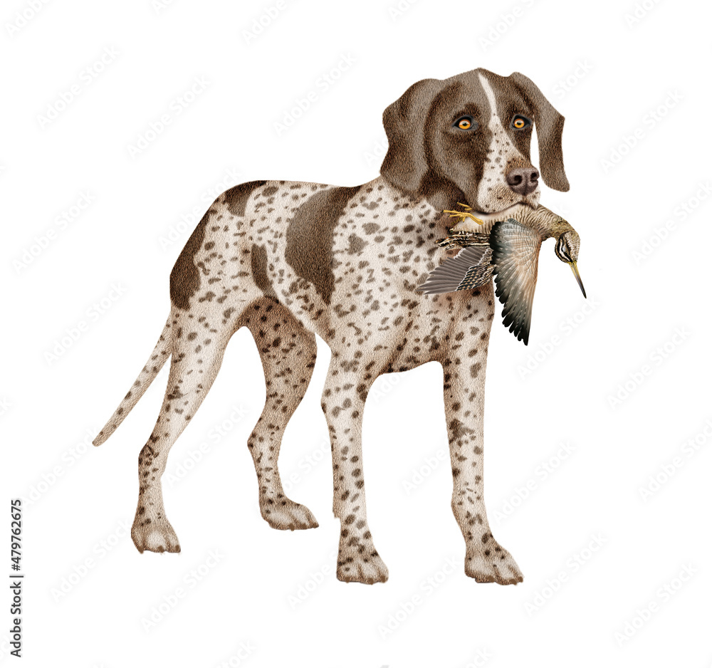 chien, chasse, bécasse des marais, femelle, mâle, braque allemande, animal, attraper, animal de compagnie, isolé, brun, canidé, mammifère, race, court, portrait, braque de weimar, à poil court, chassa chien, chasse, bécasse des marais, femelle, mâle, braque allemande, animal, attraper, animal de compagnie, isolé, brun, canidé, mammifère, race, court, portrait, braque de weimar, à poil court, chassa