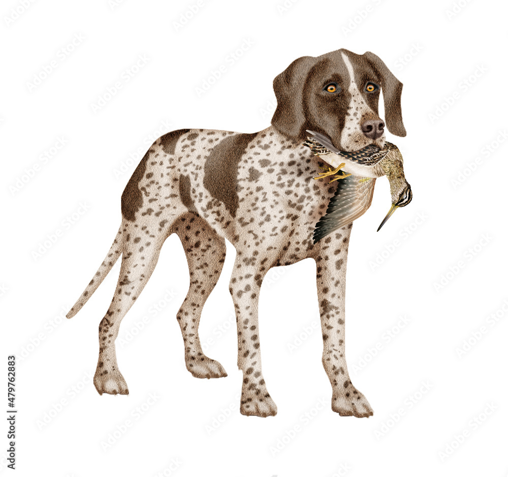 chien, chasse, bécasse des marais, femelle, mâle, braque allemande, animal, attraper, animal de compagnie, isolé, brun, canidé, mammifère, race, court, portrait, braque de weimar, à poil court, chassa chien, chasse, bécasse des marais, femelle, mâle, braque allemande, animal, attraper, animal de compagnie, isolé, brun, canidé, mammifère, race, court, portrait, braque de weimar, à poil court, chassa