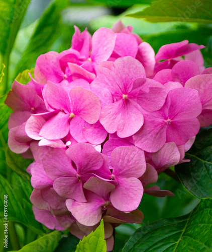 Colorful violet hydrangeas flowers in garden outside.pink hydrangea flowers