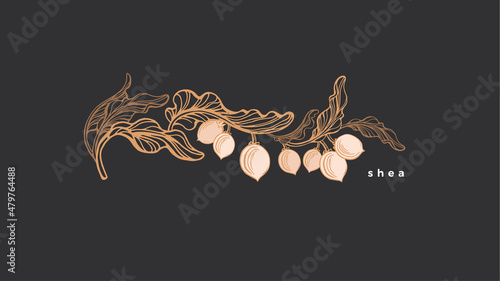 Shea nuts label Vector branch, texture leaves, oil