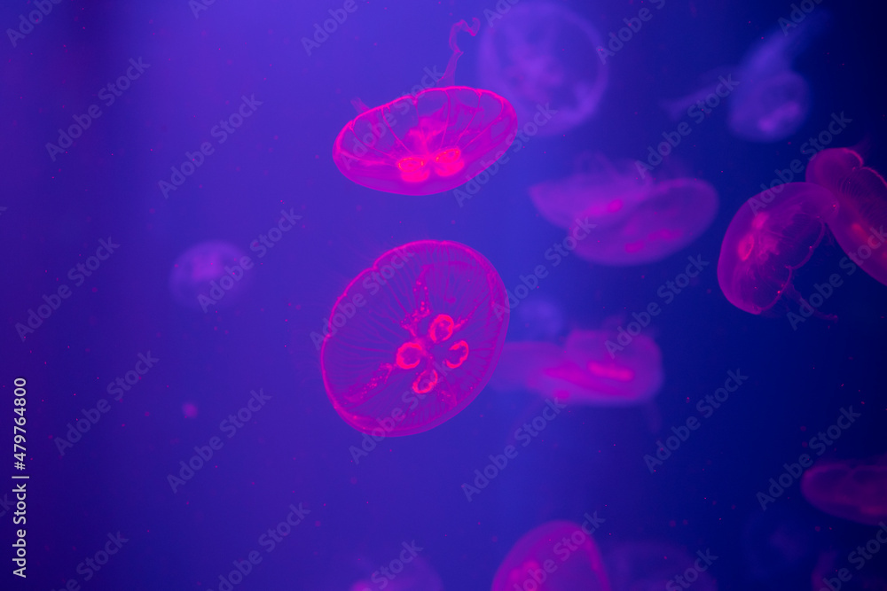 Abstraction of a blue jellyfish on a black background Abstraction of a blue jellyfish on a black background