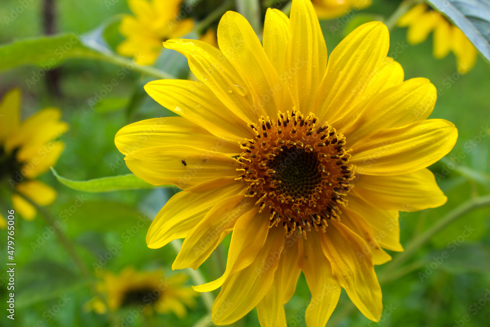 sunflower in the garden sunflower in the garden