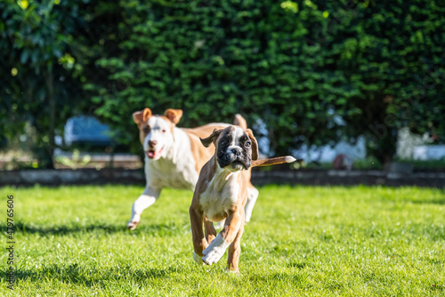 German Boxer dog and a mix dog playing together on the green grass in the garden