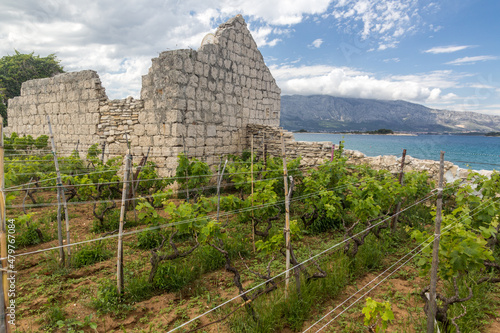 Vineyards near Lumbarda village on Korcula island, Croatia photo