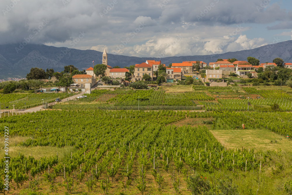 Vineyards near Lumbarda village on Korcula island, Croatia