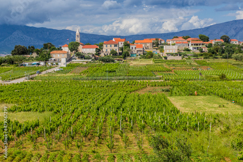 Ταπετσαρία Vineyards near Lumbarda village on Korcula island, Croatia