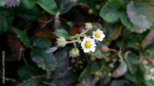 strawberries are blooming