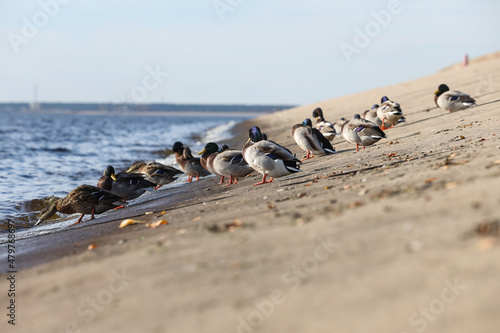 A group of ducks standing on concrete blocks near river.