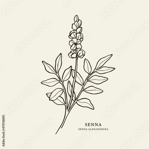 Senna plant hand drawn illustration