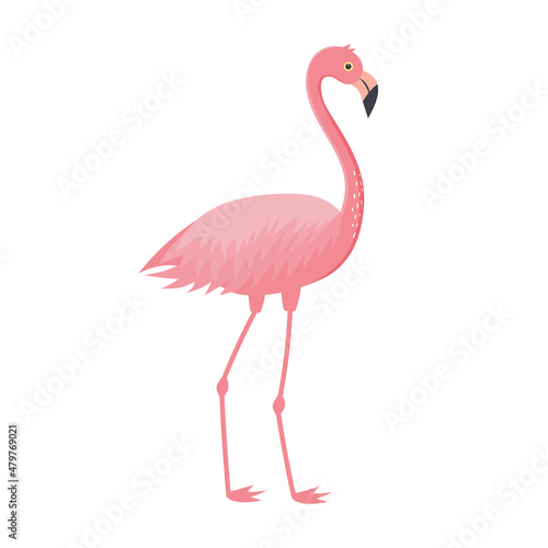 Pink flamingo isolated on white background. Exotic tropical bird character. Vector illustration.