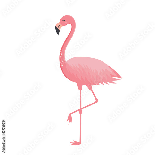 Pink flamingo isolated on white background. Exotic tropical bird character. Vector illustration.