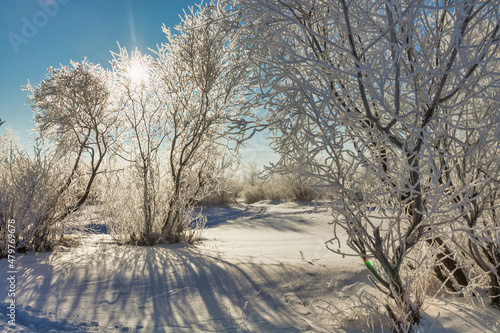 winter landscape. morning frost and sun. the branches of plants are covered with white frost against a blue sky