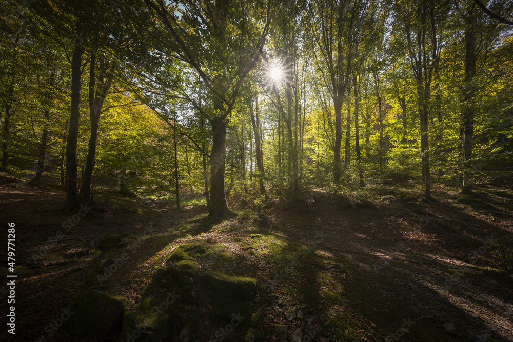 Fototapeta premium Acquerino nature reserve forest. Trees and sun. Tuscany region, Italy.