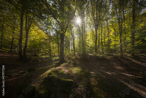 Acquerino nature reserve forest. Trees and sun. Tuscany region, Italy. © stevanzz