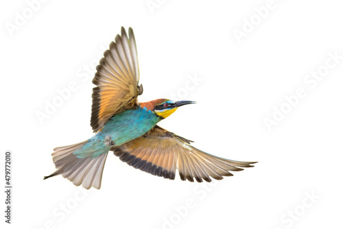 Bee Eater Flying and Isolated on White Background photo