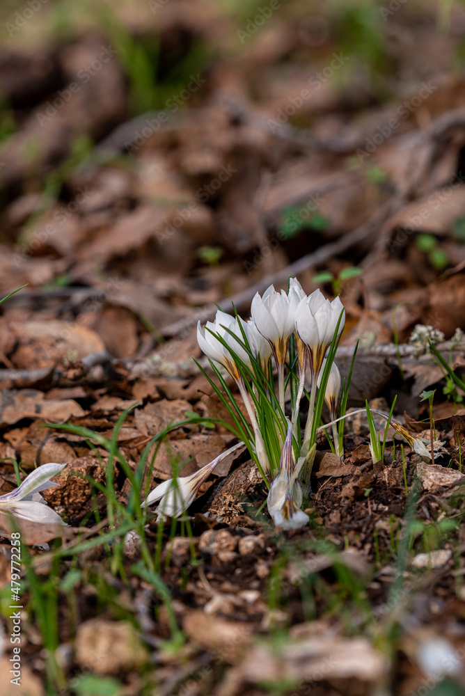 Delicate white and yellow winter Crocus in the woodlands near Kiryat Tivon in Israel
Delicate white and yellow winter Crocus in the woodlands near Kiryat Tivon in Israel