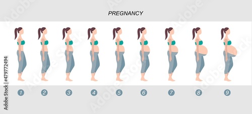 Pregnant woman fetus development. Vector illustration.