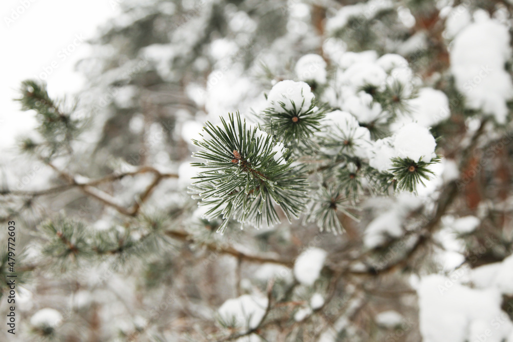 Snow-covered branches of pines or firs, covered with frost. Frosts and cold snap, the first snow and frost. Selective focus and shallow depth of field.