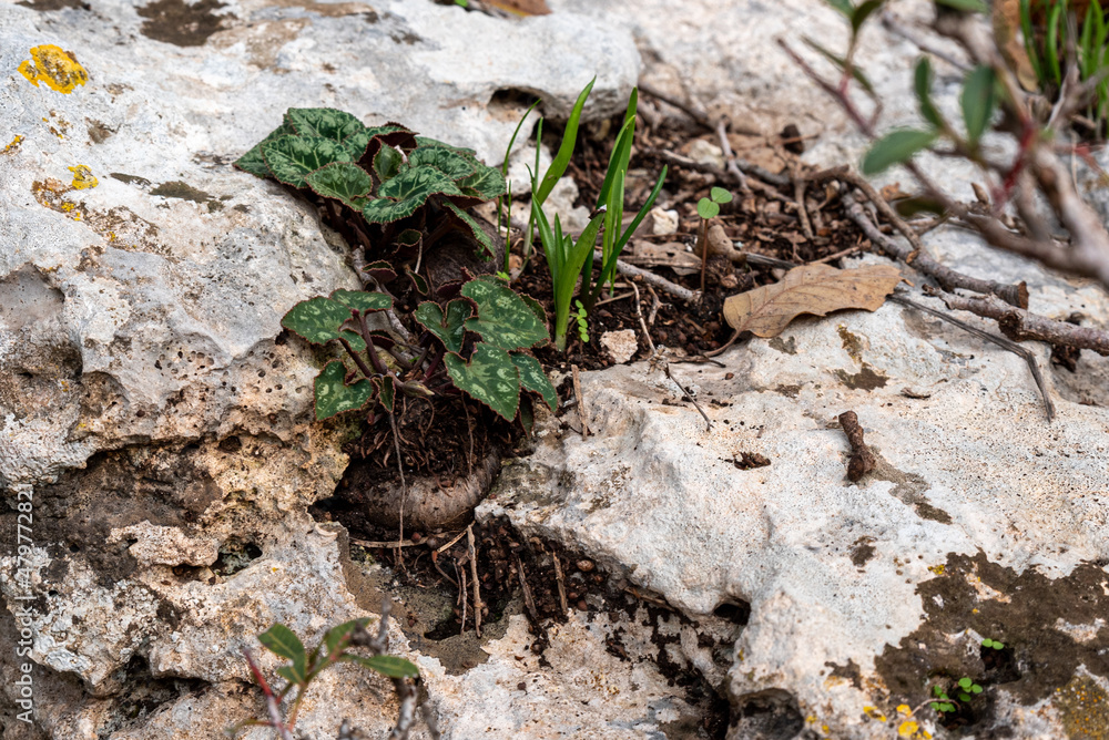 Small Cyclamen plant growing in a crevice where the bulb is exposed and not under the ground. They grow wild on a wooded slope in Kiryat Tivon Israel. It is the symbol of the town.
Small Cyclamen plant growing in a crevice where the bulb is exposed and not under the ground. They grow wild on a wooded slope in Kiryat Tivon Israel. It is the symbol of the town.