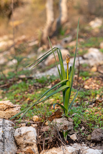 The buds of the wild white Asphodel plant growing up in the middle of the plant on a wooded slope in Kiryat Tivon, Israel
 photo