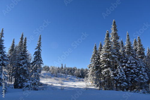 Spruce trees in winter under a blue sky, Québec, Canada