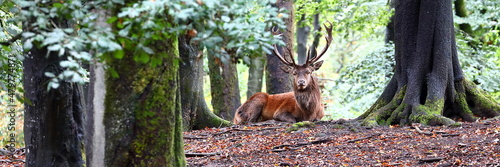 Brunfthirsch im Wald