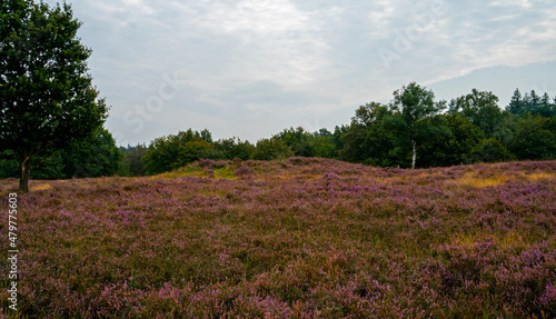 Purple blooming heathland with a thumulus on the Veluwe, Netherlands 