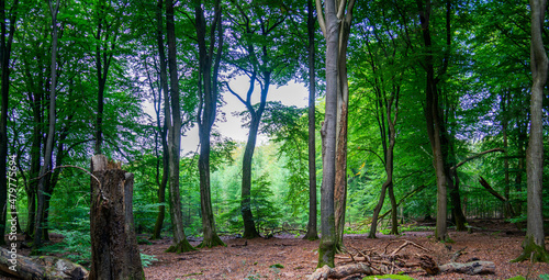 Group of beech trees in the forest 