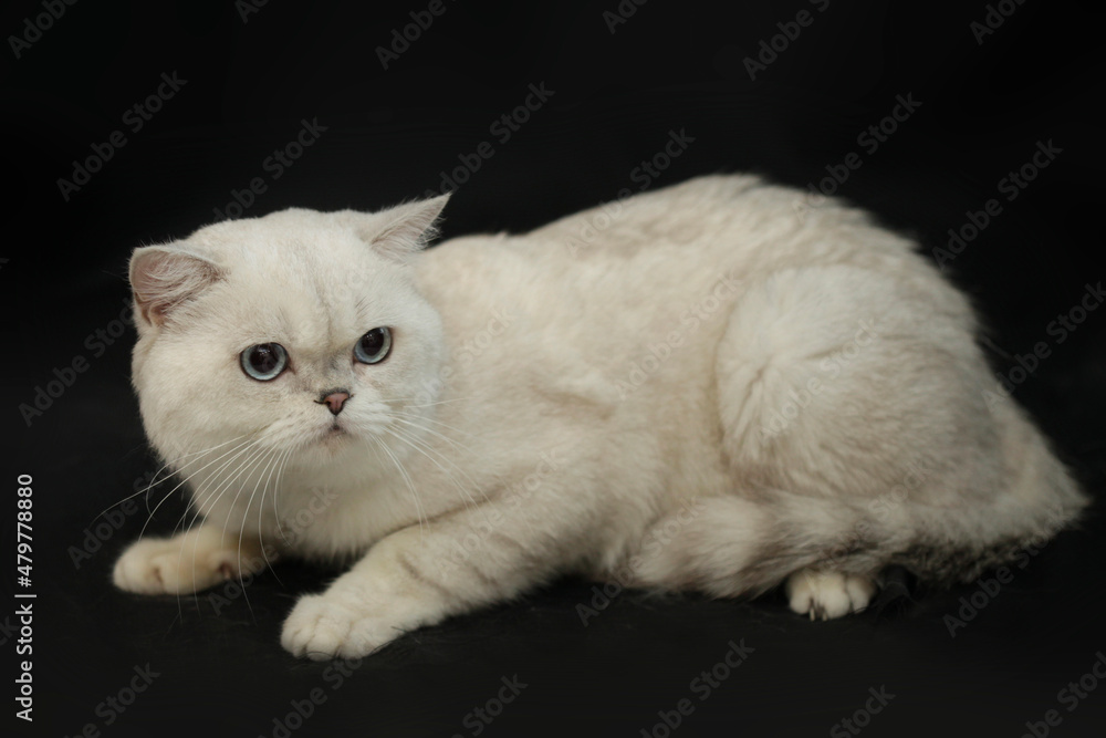 Portrait of cute scottish cat Portrait of cute scottish cat