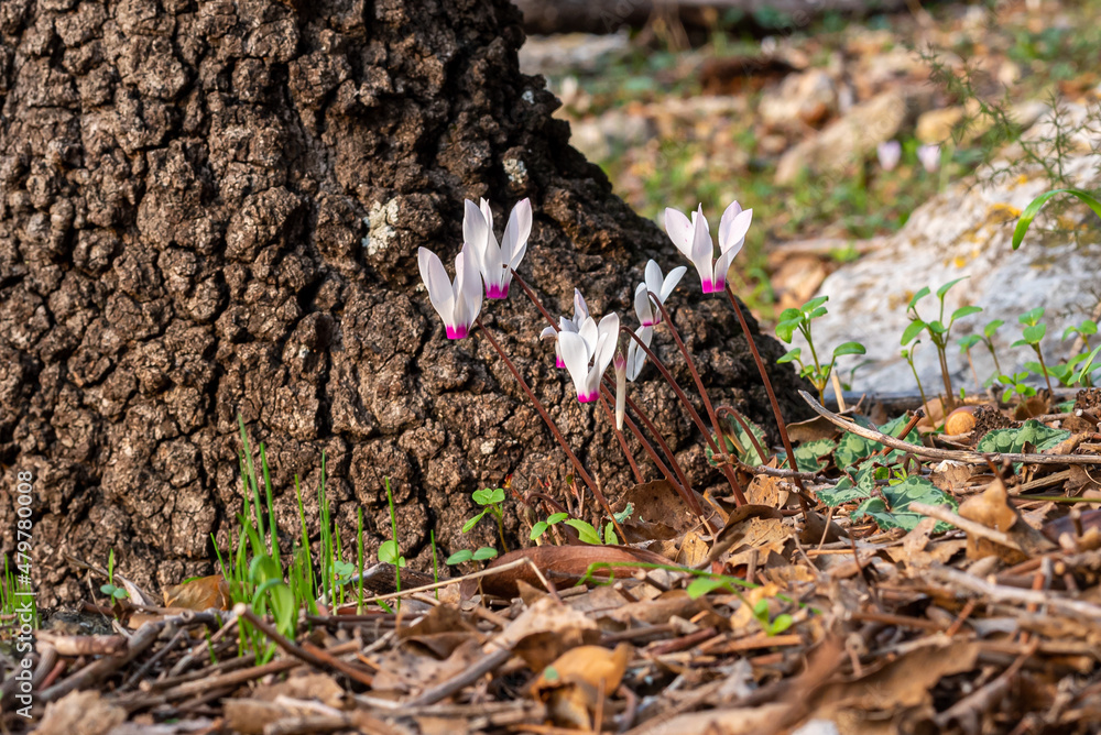 Fototapeta premium Delicate pink Cyclamens growing wild on a wooded slope in Kiryat Tivon Israel. It is the symbol of the town. 