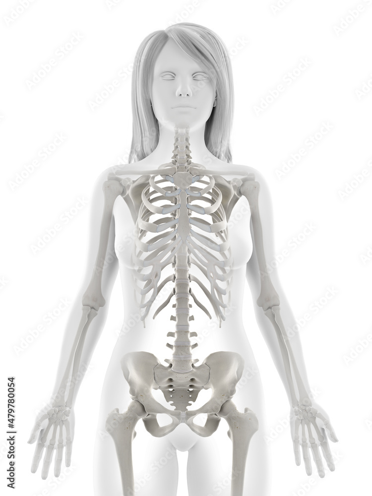 3d rendered illustration of the female skeleton
