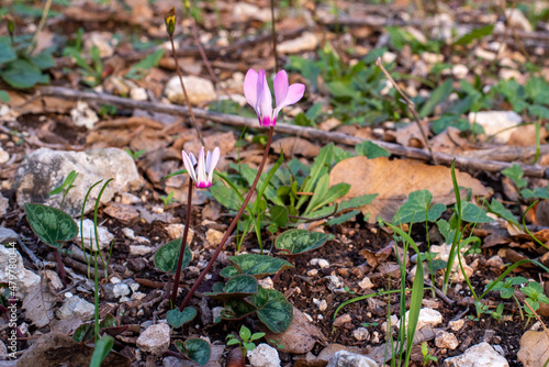 Delicate pink Cyclamens growing wild on a wooded slope in Kiryat Tivon Israel. It is the symbol of the town. 