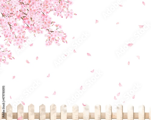 柵と美しく華やかな花びら舞い散る春の桜の白バックフレーム背景素材