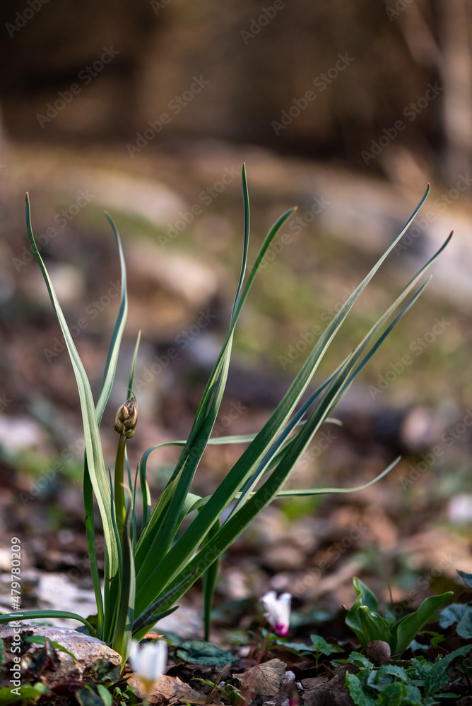The buds of the wild white Asphodel plant growing up in the middle of the plant on a wooded slope in Kiryat Tivon, Israel
The buds of the wild white Asphodel plant growing up in the middle of the plant on a wooded slope in Kiryat Tivon, Israel
