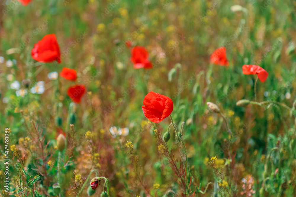 Fototapeta premium Blooming poppy. Beautiful field with blooming poppies as symbol of memory war and anzac day in summer. Wildflowers blooming poppy field landscape
