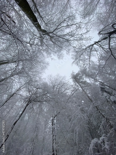 snow covered trees