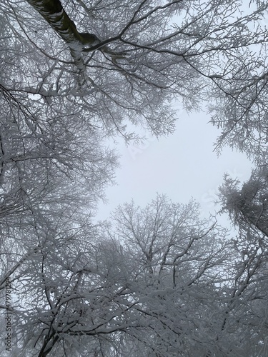 trees in winter